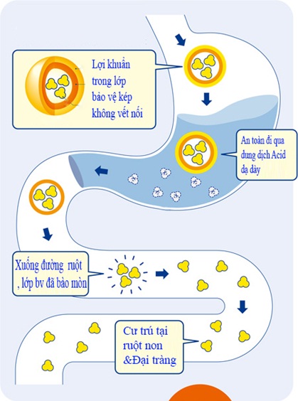 Cơ chế hoạt động của lợi khuẩn Bifido