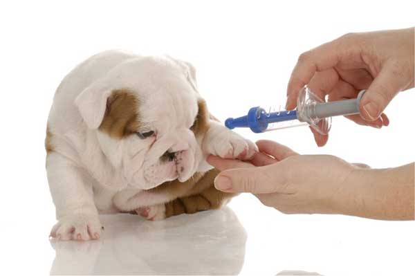 Thú cưng cần được tiêm ngừa đầy đủ, vệ sinh sạch sẽ